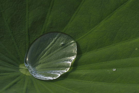 Water drop on sacred lotus leaf