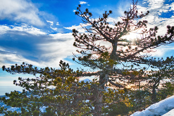 Green spruce on the background of a beautiful sunset in the snowy mountains