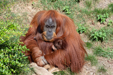 An Orangutan holding a baby