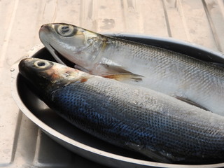The two fresh raw milkfish (scientific name Chanos chanos) were cleaned, the fish scales had been removed, placed on iron plates. Popular delicious and nutritious fish dish in southern Taiwan.