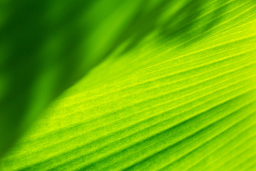 Green banana leaf Textured abstract background