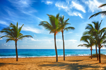 Obraz na płótnie Canvas Beach on the Caribbean Sea. Beautiful palm tree, sea, blue sky.