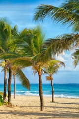 Naklejka na ściany i meble Beach on the Caribbean Sea. Beautiful palm tree, sea, blue sky.