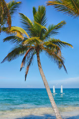 Panele Szklane Podświetlane  Plaża na Morzu Karaibskim. Piękna palma, morze, błękitne niebo.