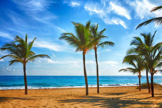 Beach on the Caribbean Sea. Beautiful palm tree, sea, blue sky.
