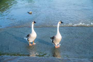 A fowl goose strolling by the water