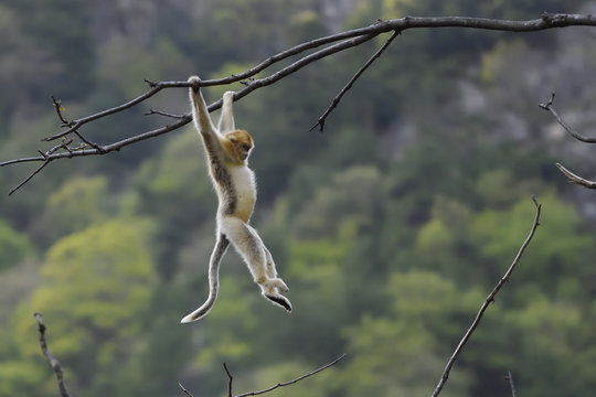 Golden Snub nosed Monkey