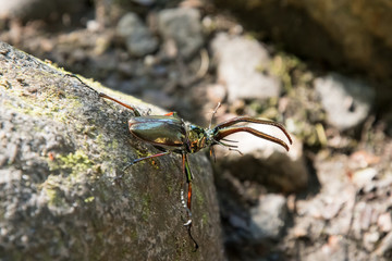 Gleaming Darwin's beetle climbing across the rock