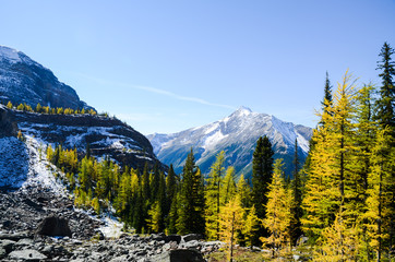 秋のカナディアンロッキー　ヨーホー国立公園の山並みと黄葉（ヨーホー国立公園／レイク・オハラ・エリア　カナダ・ブリティッシュコロンビア州）