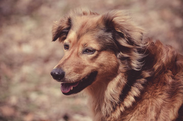 portrait of a shepherd dog