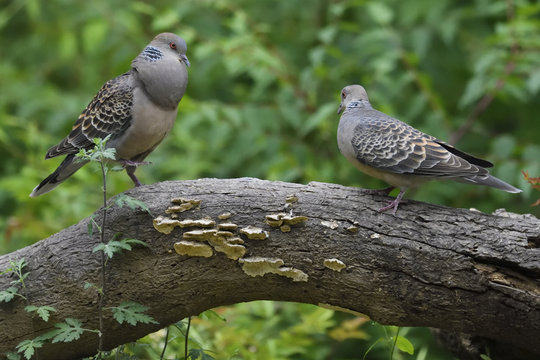 Two oriental turtle doves