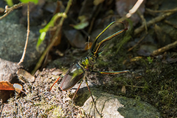 Darwin's beetle using the cheeks