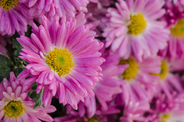 Wundersch&ouml;ne bl&uuml;hende Chrysanthemen bei Chrysanthema
