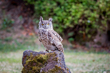 Le Hibou