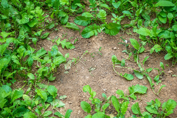 Outdoor vegetation on the ground