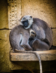 Tiere im Zoo