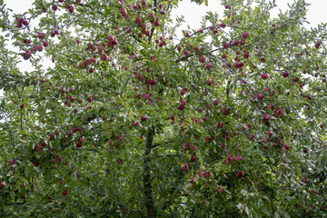 Bei und nach der Apfelernte in Deutschland