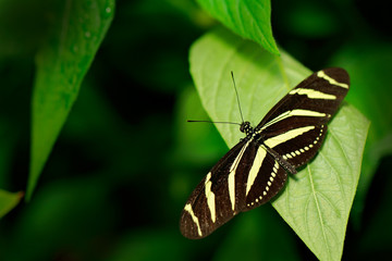 Beautiful butterfly Zebra Longwing, Heliconius charitonius. Nice insect from Costa Rica in the green forest.