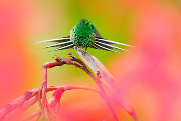 Nice hummingbird Green Thorn-tail, Discosura conversii with blurred pink and red flowers in background, La Paz, Costa Rica. Art view on nature. Wildlife scene in nature, beautiful spread tail.