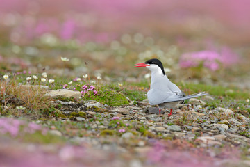 Arctic Tern, Sterna paradisaea, white bird with black cap, with Arctic landscape in background, Svalbard, Norway. Wildlife scene with bird from Svalbard. Pink flowers with bird.