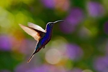 Big blue hummingbird Violet Sabrewing flying next to beautiful red flower with clear green forest nature in background. Tinny bird fly in jungle. Wildlife in tropic Costa Rica.