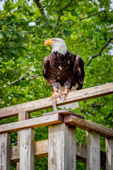 Pygargue à tête blanche