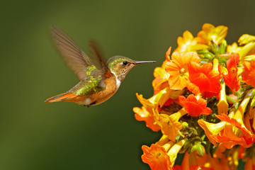 Volcano Hummingbird, animal in the nature habitat, mountain tropical forest, wildlife from Costa Rica. Pink flowers with bird, hummingbird sucking nectar from bloom.