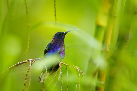 Violet Sabrewing, Campylopterus hemileucurus, blue hummingbird in the green forest, garden in the background. Bbird in the nature habitat, Costa Rica.