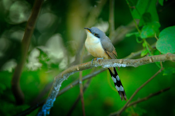 Mangrove cuckoo, Coccyzus minor, rare bir in the forest habitat, sitting on the tree branch. Tropic...