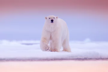 Selbstklebende Fototapete Eisbär Eisbär auf Treibeiskante mit Schnee und Wasser im Meer. Weißes Tier im Naturlebensraum, Nordeuropa, Svalbard. Wildlife-Szene aus der Natur. Rosa blaue Dämmerung mit Eisbär, schöner Abend.