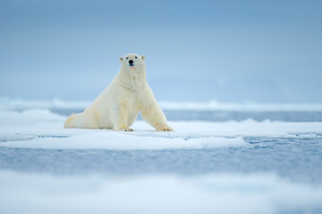 Ours polaire sur le bord de la banquise avec de la neige et de l& 39 eau en mer. Animal blanc dans l& 39 habitat naturel, Europe du nord, Svalbard, Norvège. Scène de la faune de la nature. Ours dangereux marchant sur la glace.