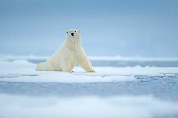Papier peint photo autocollant rond Ours polaire Ours polaire sur le bord de la banquise avec de la neige et de l& 39 eau en mer. Animal blanc dans l& 39 habitat naturel, Europe du nord, Svalbard, Norvège. Scène de la faune de la nature. Ours dangereux marchant sur la glace.