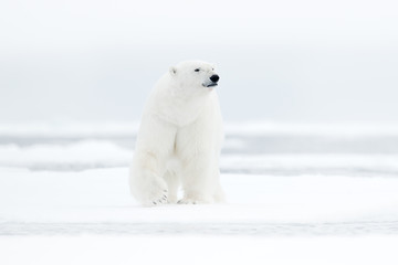 Polar bear on drift ice edge with snow and water in sea. White animal in the nature habitat, north Europe, Svalbard, Norway. Wildlife scene from nature. Dangerous bear walking on the ice.