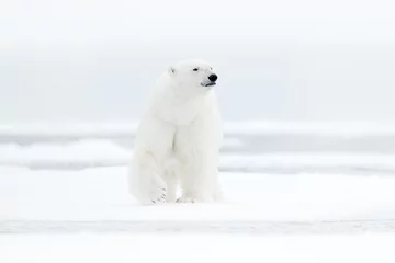 Photo sur Aluminium Ours polaire Ours polaire sur le bord de la banquise avec de la neige et de l& 39 eau en mer. Animal blanc dans l& 39 habitat naturel, Europe du nord, Svalbard, Norvège. Scène de la faune de la nature. Ours dangereux marchant sur la glace.