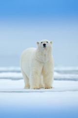 Plakat Polar bear on drift ice edge with snow and water in sea. White animal in the nature habitat, north Europe, Svalbard, Norway. Wildlife scene from nature. Dangerous bear walking on the ice.