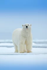 Fototapeten Eisbär auf Treibeiskante mit Schnee und Wasser im Meer. Weißes Tier im Naturlebensraum, Nordeuropa, Svalbard, Norwegen. Wildlife-Szene aus der Natur. Gefährlicher Bär, der auf dem Eis geht. © ondrejprosicky