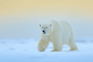 Foto op Canvas Ijsbeer op de rand van het drijfijs met sneeuw en water in Manitoba, Canada. Wit dier in de natuurhabitat. Wildlife scène uit de natuur. Gevaarlijke beer die op het ijs loopt, mooie avondlucht. © ondrejprosicky