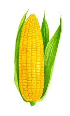 A ear of corn with leaves painted with watercolors and isolated on white.