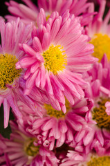 Wunderschöne blühende Chrysanthemen bei Chrysanthema in Lahr