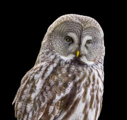 Great grey owl