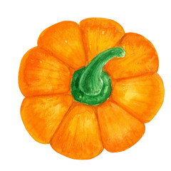 Orange pumpkin painted with watercolors isolated on white.