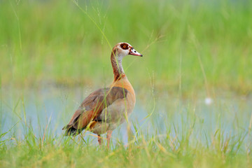 Egyptian goose, Alopochen aegyptiaca, African bird with red bill sitting in green grass. Animal in the habitat, Okavango delta, Moremi, Botswana. Wildlife scene from nature. wet in March.