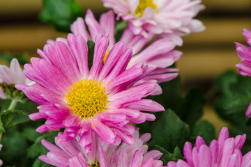 Obraz premium Wunderschöne blühende Chrysanthemen bei Chrysanthema in Lahr
