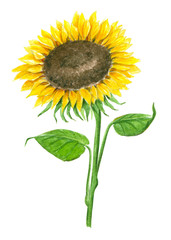 Sunflower painted with watercolors isolated on white, element for design.