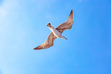 White gull hovering in the sky. Bird's flight. Seagull on blue sky background