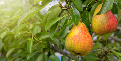 William Bon Chretian pears ripening on the tree.