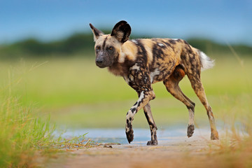 African wild dog walking in the water on the road. Hunting painted dog with big ears, beautiful...