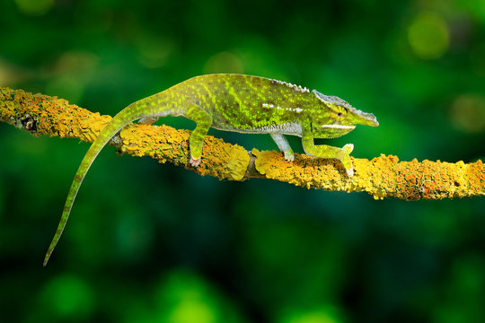 Canopy Wills chameleon, Furcifer willsii,sitting on the branch in forest habitat. Exotic beautifull endemic green reptile with long tail from Madagascar. Wildlife scene from nature.
