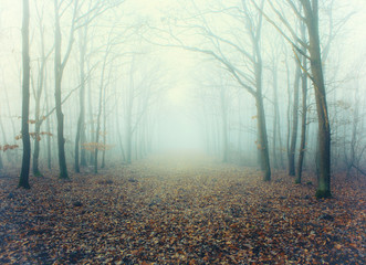 Mystic foggy forest alley with bare trees and fallen leaves