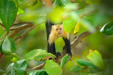 White-headed Capuchin, black monkey sitting on tree branch in the dark tropical forest. Wildlife of Costa Rica. Travel holiday in Central America. Tropic nature. Monkey in green vegetation.